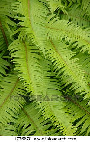 Stock Photo - A close-up of a fern. Fotosearch