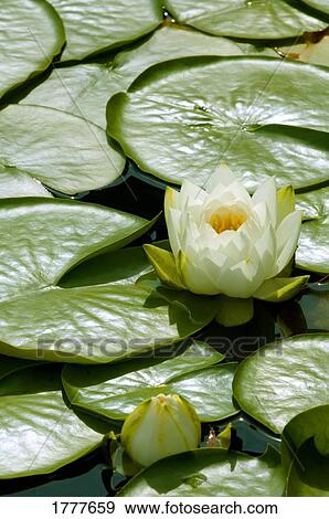 Stock Photo - A close-up of lily pads. Fotosearch
