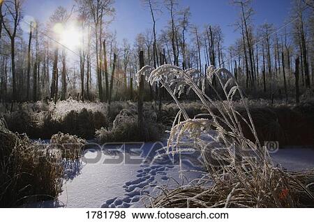 A frosty winter scene View Large Photo Image Stock Photo - A frosty winter scene. Fotosearch