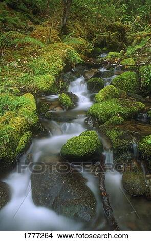 Picture - A mossy waterfall, Olympic National Park, Washington, U. S. A.. Fotosearch