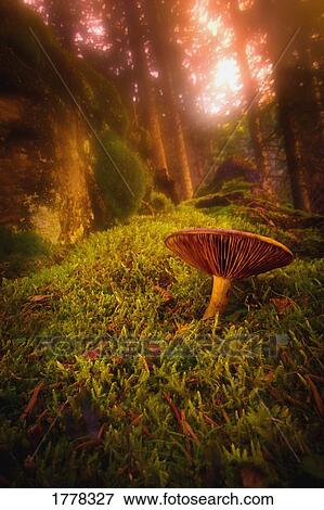 A tall mushroom grows View Large Photo Image Stock Photo - A tall mushroom grows. Fotosearch