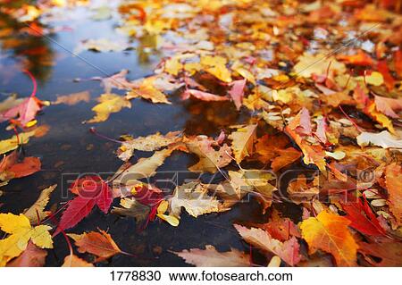 Autumn leaves on ground View Large Photo Image Stock Image - Autumn leaves on ground. Fotosearch