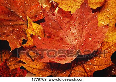 Autumn leaves View Large Photo Image Stock Photo - Autumn leaves. Fotosearch