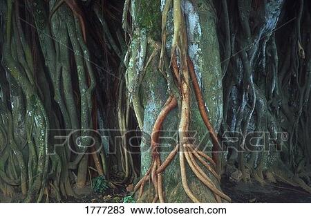 Banyan Tree Trunk, Hawaii, U. S. A. View Large Photo Image Stock Image - Banyan Tree Trunk, Hawaii, U. S. A.. Fotosearch