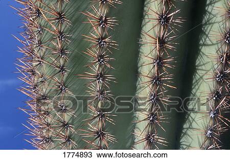 Stock Image - close up of a cactus plant. Fotosearch