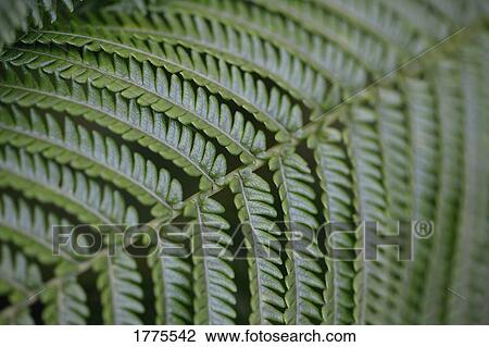 Stock Image - Close up of a fern frond. Fotosearch