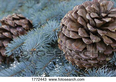Close up of pine cones View Large Photo Image Stock Image - Close up of pine cones. Fotosearch
