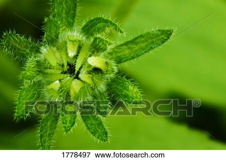 Closeup of a flower bud View Large Photo Image Stock Photo - Closeup of a flower bud. Fotosearch