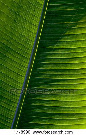 Closeup of leaf View Large Photo Image Stock Image - Closeup of leaf. Fotosearch