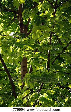 Closeup of tree View Large Photo Image Picture - Closeup of tree. Fotosearch