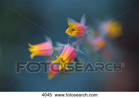 Stock Photography - Closeup of yellow and pink buds. Fotosearch