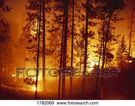 Controlled burn fire of pine forest View Large Photo Image Stock Photo - Controlled burn fire of pine forest. Fotosearch