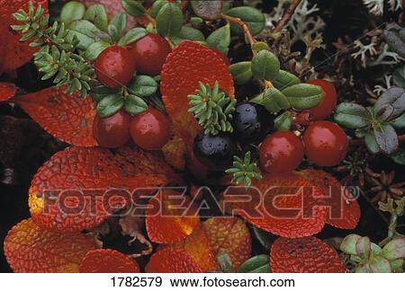 Crowberry and low-bush cranberry on autumn tundra View Large Photo Image Stock Photo - Crowberry and low-bush cranberry on autumn tundra. Fotosearch