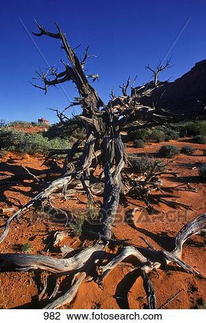 Dead tree in desert View Large Photo Image Stock Image - Dead tree in desert. Fotosearch