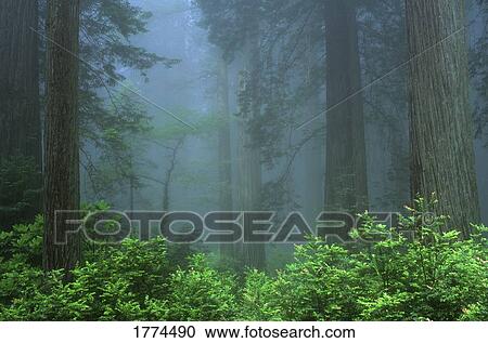 Early morning in the forest View Large Photo Image Stock Image - Early morning in the forest. Fotosearch