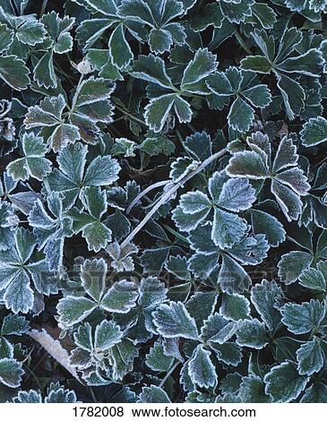 Stock Photo - Frosted leaves. Fotosearch