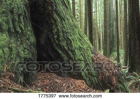 Large tree trunk View Large Photo Image Stock Photo - Large tree trunk. Fotosearch