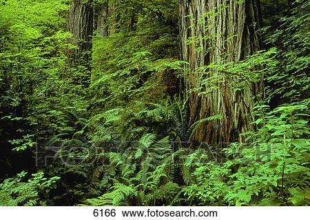 Large tree trunks and forest floor View Large Photo Image Stock Photograph - Large tree trunks and forest floor. Fotosearch