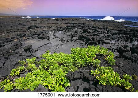 Lava rock near water View Large Photo Image Stock Image - Lava rock near water. Fotosearch