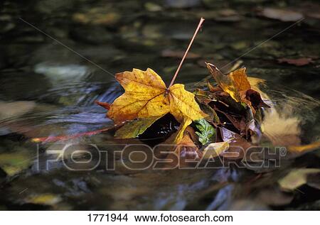 Picture - Leaves in water. Fotosearch