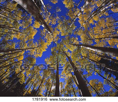 Looking up at autumn tree tops View Large Photo Image Stock Photograph - Looking up at autumn tree tops. Fotosearch
