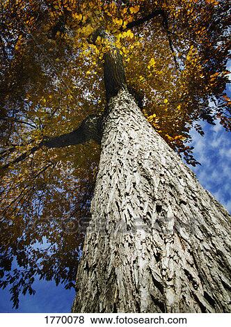 Looking up into a tree View Large Photo Image Stock Photo - Looking up into a tree. Fotosearch