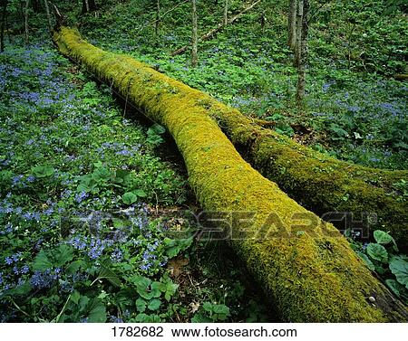 Moss covered log View Large Photo Image Stock Image - Moss covered log. Fotosearch