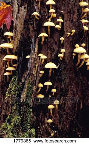 Stock Photography - Mushrooms growing on tree trunk. Fotosearch