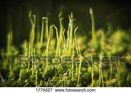 Stock Photo - New growth. Fotosearch