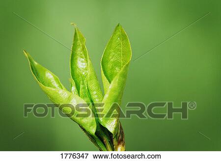 New leaves View Large Photo Image Stock Photo - New leaves. Fotosearch