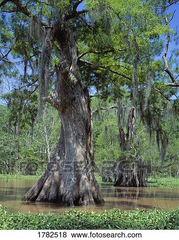 Old growth cypress tree View Large Photo Image Stock Photo - Old growth cypress tree. Fotosearch