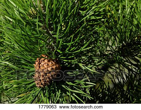 Pinecone on branch View Large Photo Image Stock Image - Pinecone on branch. Fotosearch