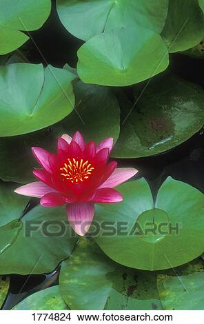 Pink water lily and lily pads View Large Photo Image Picture - Pink water lily and lily pads. Fotosearch
