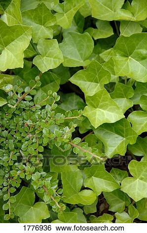 Plant life View Large Photo Image Stock Photograph - Plant life. Fotosearch