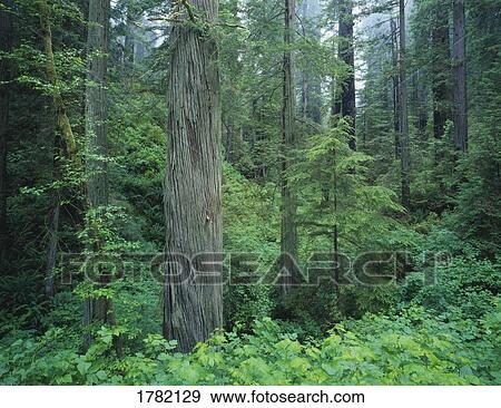 Stock Photo - Redwood forest, California, USA. Fotosearch