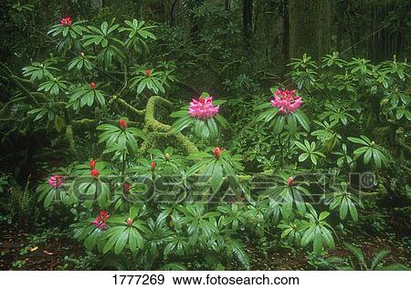 Rhododendron bush, Jedediah Smith Redwoods State Park, California, U. S. A. View Large Photo Image Stock Photo - Rhododendron bush, Jedediah Smith Redwoods State Park, California, U. S. A.. Fotosearch