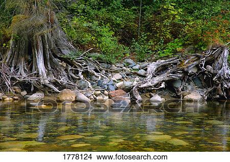 Picture - Roots of tree and rock shoreline. Fotosearch