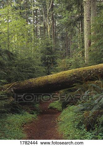 Rough hiking trail View Large Photo Image Picture - Rough hiking trail. Fotosearch