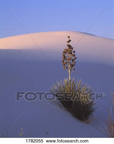 Sand dune with yucca plant View Large Photo Image Stock Photography - Sand dune with yucca plant. Fotosearch
