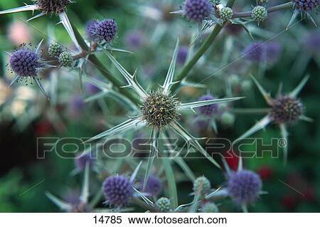 Stock Photography - Small purple flowers. Fotosearch