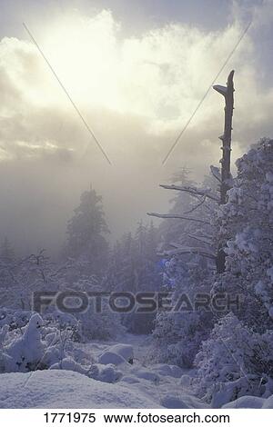 Stock Photography - Snow covered trees. Fotosearch