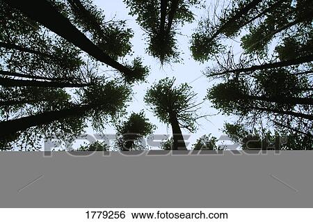 Surrounded by trees View Large Photo Image Stock Photograph - Surrounded by trees. Fotosearch