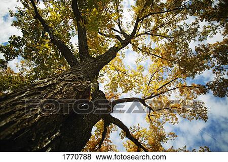 Stock Photo - Tree branches against sky background. Fotosearch