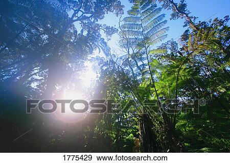 Tree tops View Large Photo Image Stock Photo - Tree tops. Fotosearch