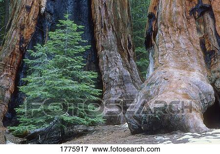 Tree trunks View Large Photo Image Stock Photo - Tree trunks. Fotosearch