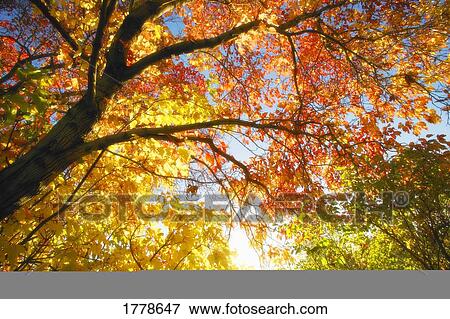 Trees in autumn View Large Photo Image Stock Photo - Trees in autumn. Fotosearch