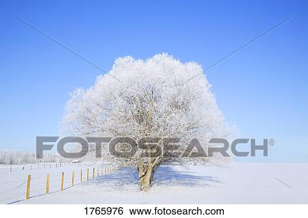 Stock Photograph - Trees in winter. Fotosearch