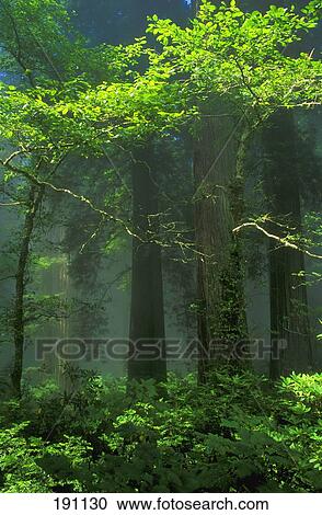 Stock Image - Trees, mist and sunbeams. Fotosearch