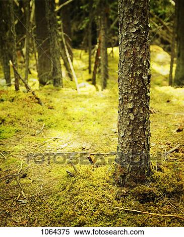 Stock Photography - Trees. Fotosearch