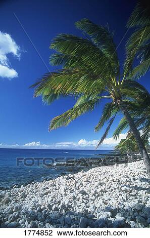 Stock Image - Tropical beach and palm trees. Fotosearch